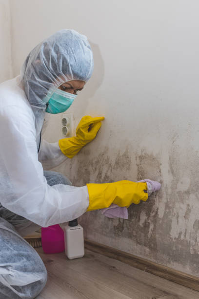 Best Industrial Mold Remediation  in Clearwater, FL