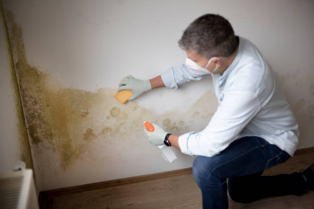 Best Biohazard Mold Removal  in Clearwater, FL