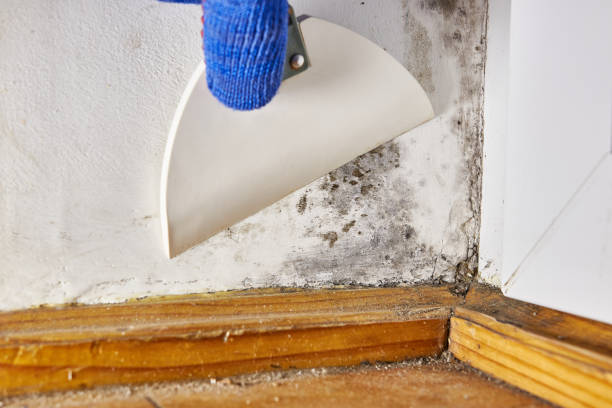 Best Attic Mold Removal  in Clearwater, FL